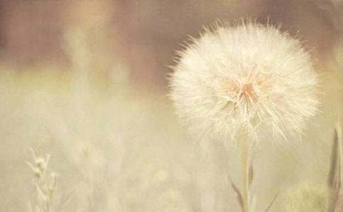 蒲公英的夢教學(xué)設(shè)計(jì)