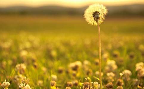 精選作文那飄揚的蒲公英