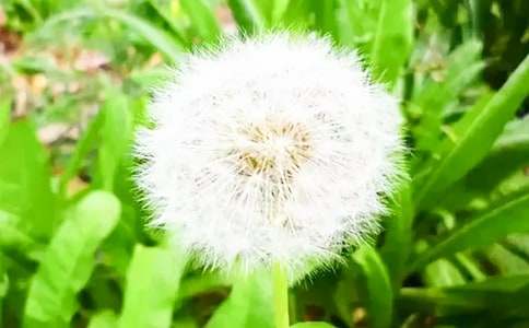 《蒲公英》教學(xué)設(shè)計(jì)