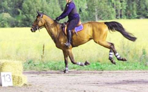 【精】第一次騎馬作文