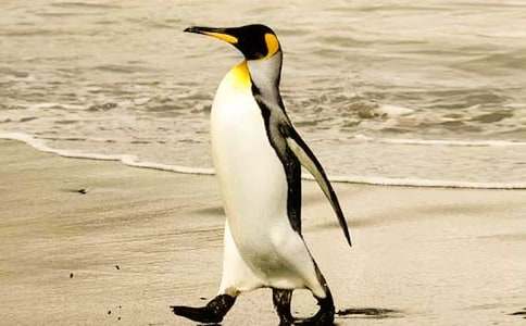 《企鵝爸爸》的教材理解