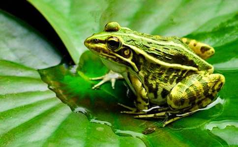 《青蛙寫詩(shī)》教學(xué)設(shè)計(jì)15篇