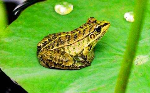 青蛙賣泥塘教學設計