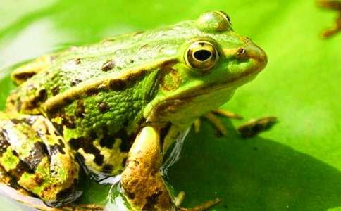 青蛙寫詩教學(xué)設(shè)計(jì)優(yōu)秀