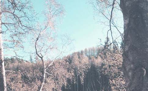 小學(xué)秋季廣播稿