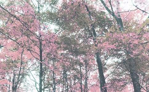 �＾��������Ӌ(j��)��