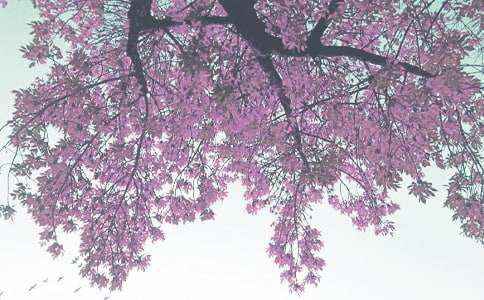 小學秋季國旗下講話稿