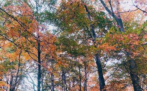 秋日私語(yǔ)歌詞