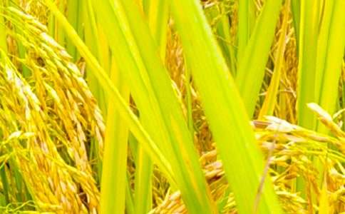 秋收助農(nóng)簡報(bào)