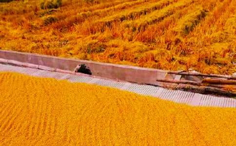 ���յ����ĺϼ���15ƪ��