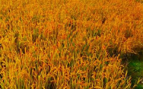 助農(nóng)秋收簡(jiǎn)報(bào)