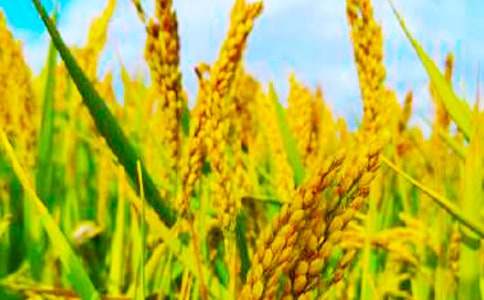 �������r(n��ng)������(15ƪ)