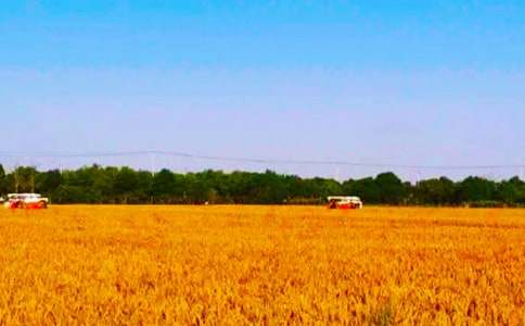 (精品)助農(nóng)秋收的簡報(bào)15篇