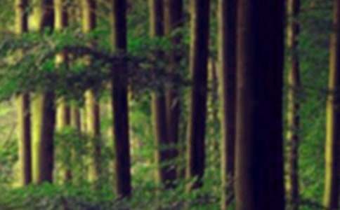 ������ɭ������