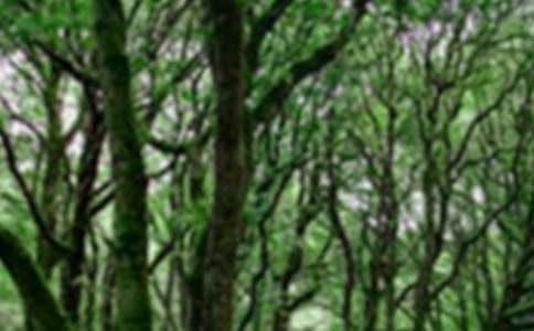 �r��ɭ�ַ�����������ͨ��21ƪ��