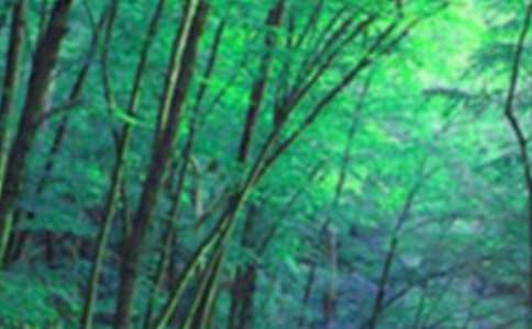 大圍山國家森林公園旅游攻略介紹