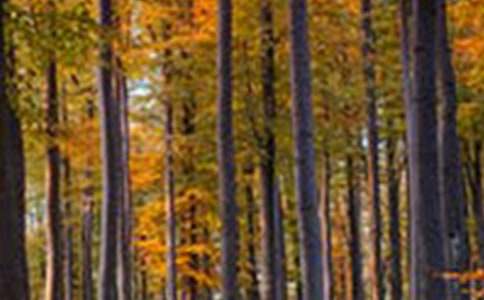 《森林報(bào)》讀后感必備14篇