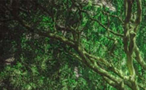 �x��ɭ�����Сľ���и�