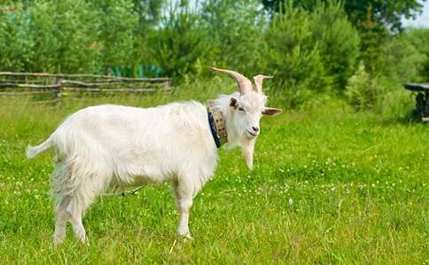 山羊不吃天堂草讀后感