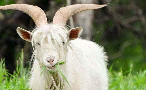 《山羊不吃天堂草》讀后感 (15篇)