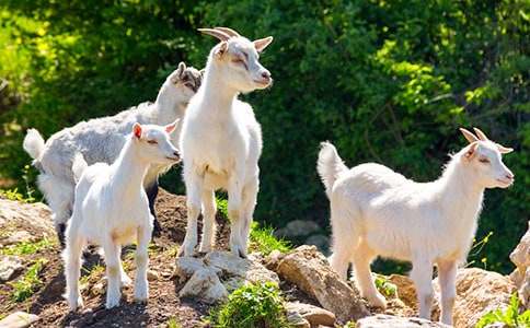 ��ɽ�򲻳����òݡ��x���(�؂�)