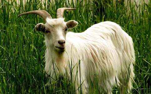 讀《山羊不吃天堂草》有感