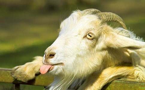 (合集)山羊不吃天堂草讀后感15篇