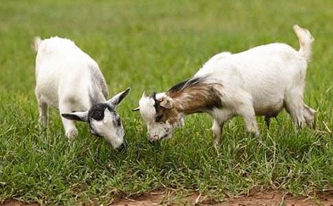 讀山羊不吃天堂草有感