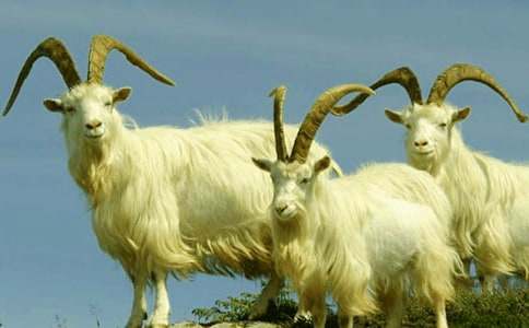 ��ɽ�򲻳����òݡ��x��У����㣩