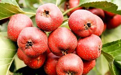 �ЋD��Ҋ��ɽ��A(y��)ʾ��ʲô