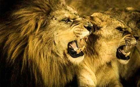 獅子林導(dǎo)游詞