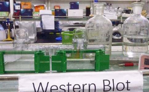 生物實(shí)驗(yàn)室工作總結(jié)(熱門)