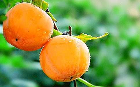 《雪柿子》讀后感(8篇)