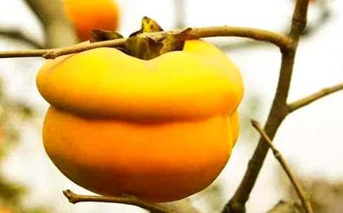 摘柿子作文精選15篇