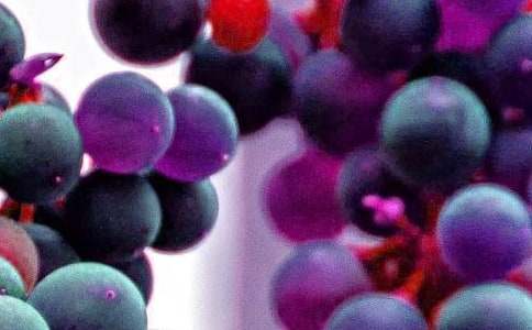 水果沙拉制作作文