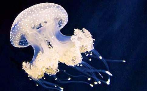 ˮĸ��ʲô-ˮĸ���w����