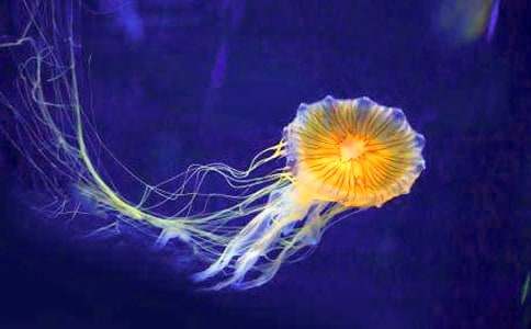 宜家邊度有水母賣呀?