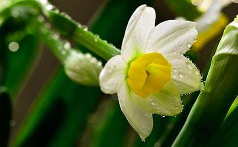 《艾晚的水仙球》讀后感600字(通用16篇)