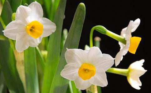 艾晚的水仙球讀后感15篇