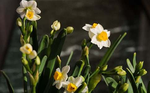 【通用】《艾晚的水仙球》讀后感