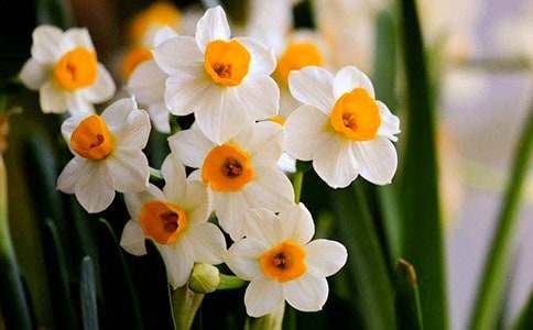 美麗的水仙花作文