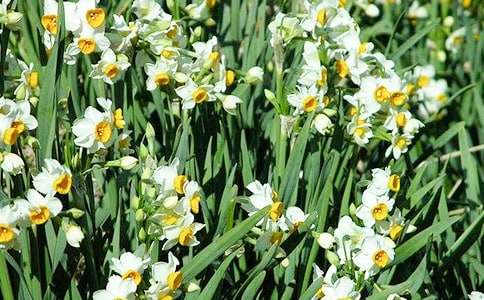 養(yǎng)水仙花作文(優(yōu)秀5篇)