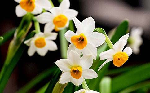 水仙花作文(經(jīng)典)