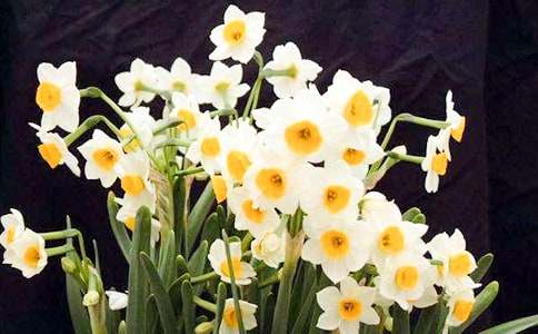 (精選)水仙花作文