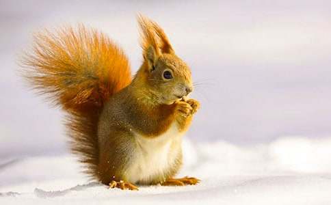 《跑進(jìn)家來松鼠》評(píng)課稿5篇