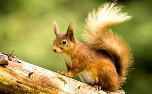 《松鼠和松果》教學(xué)設(shè)計(jì)