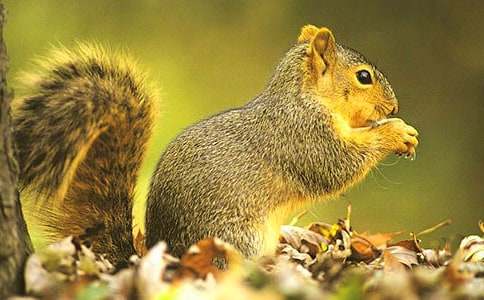 《跑進家來的松鼠》評課稿集錦【3篇】