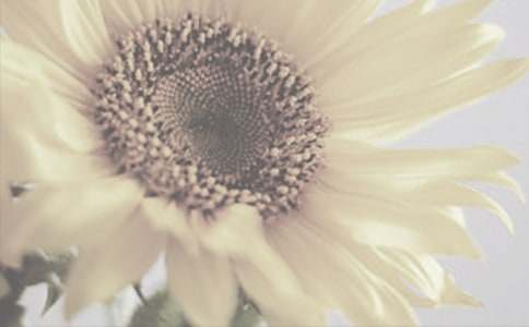 【精選】太陽(yáng)花的作文4篇