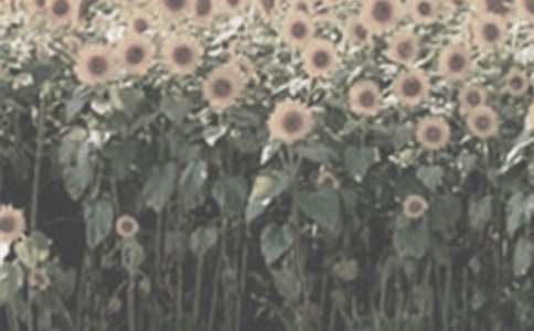 ̫ꖻ����ľ�ƪ