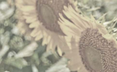 太陽花作文精選15篇